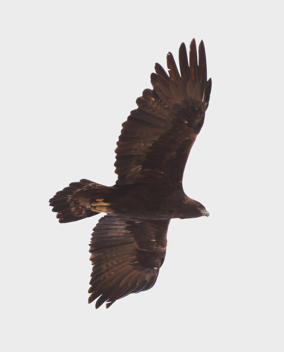 Golden Eagle - ML610727194