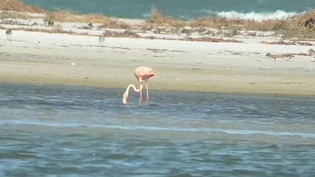 Flamant des Caraïbes - ML610727210