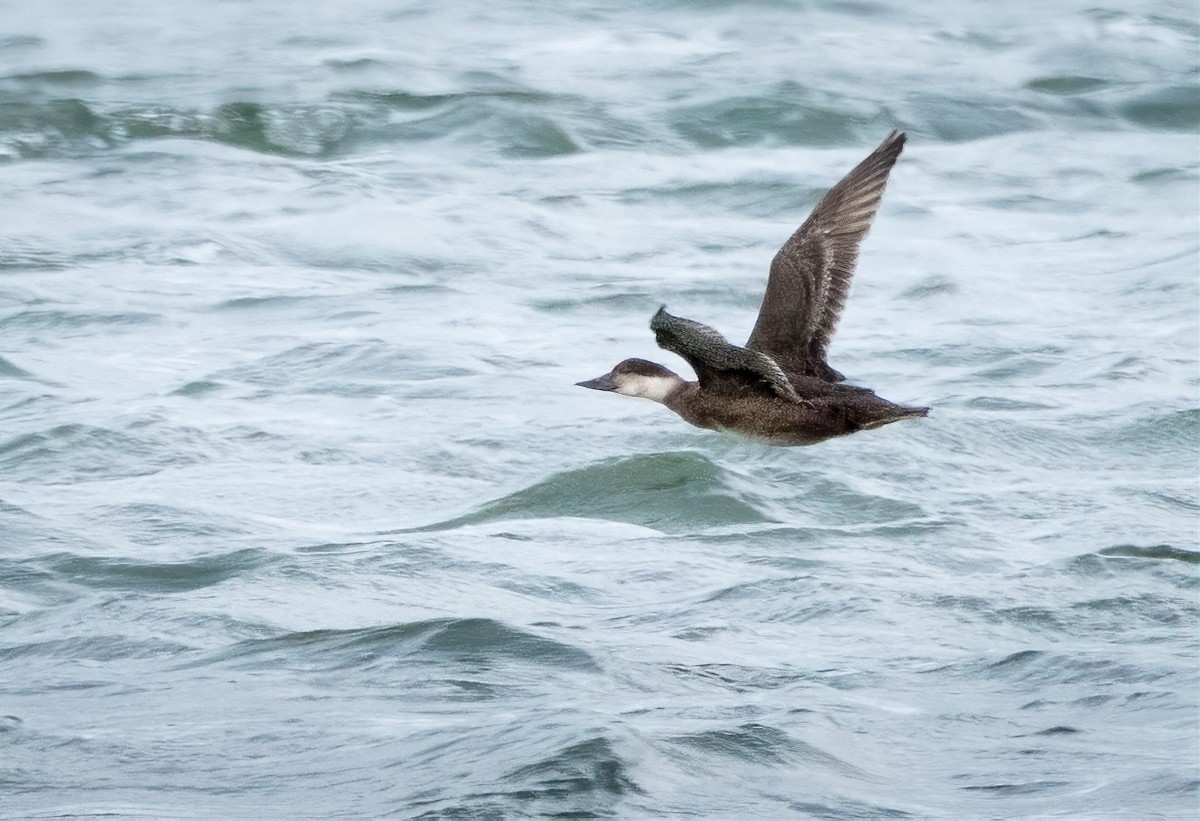 Common Scoter - Aimar Hernández Merino