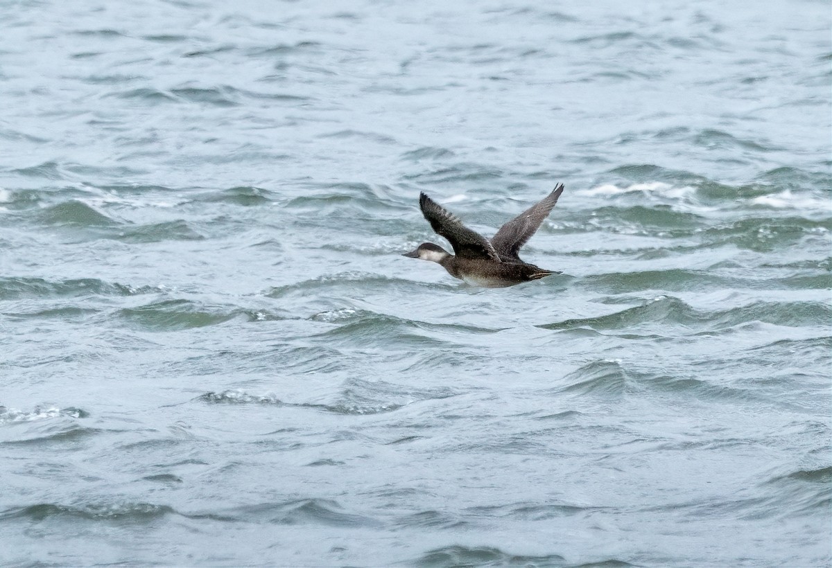 Common Scoter - ML610727259