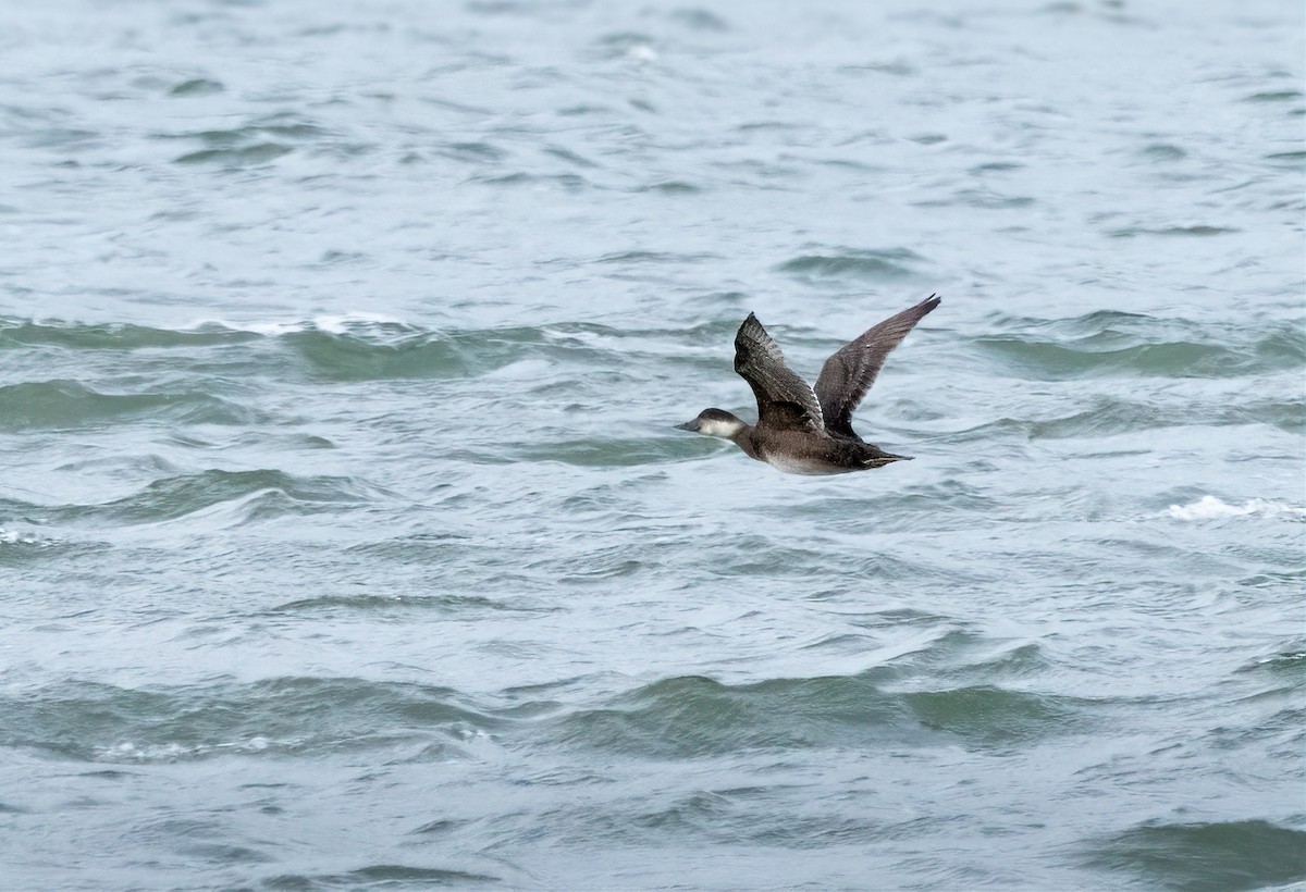 Common Scoter - ML610727260