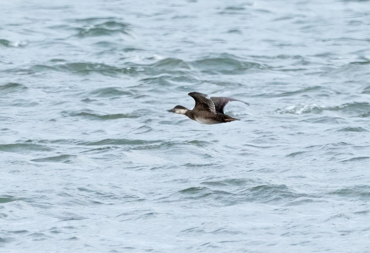 Common Scoter - ML610727261