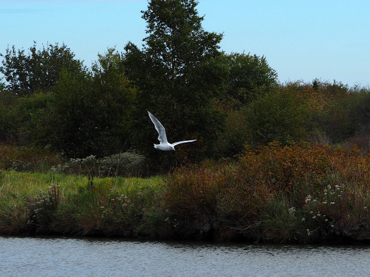 Glaucous-winged Gull - ML610727289