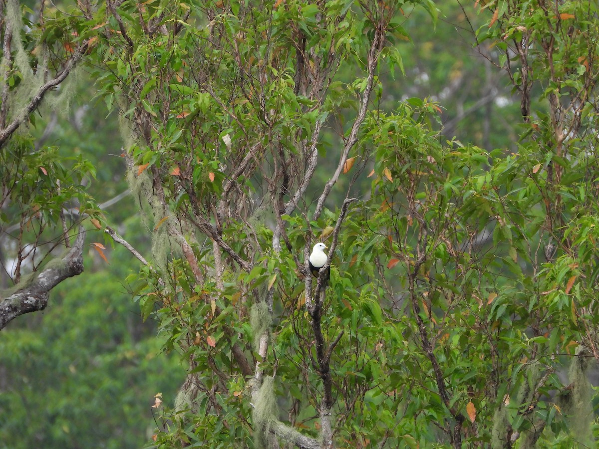 Black-backed Fruit-Dove - ML610727296