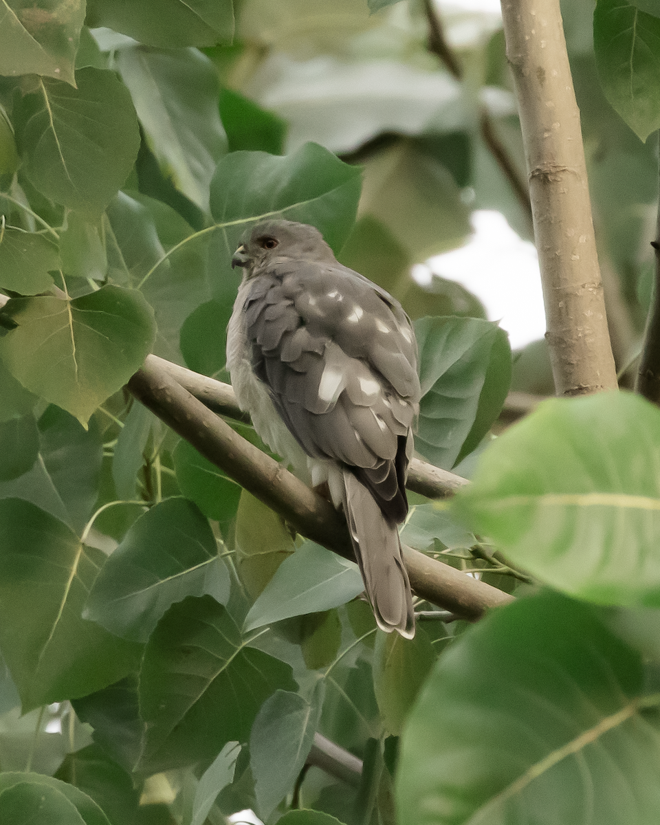 Shikra - ML610727299