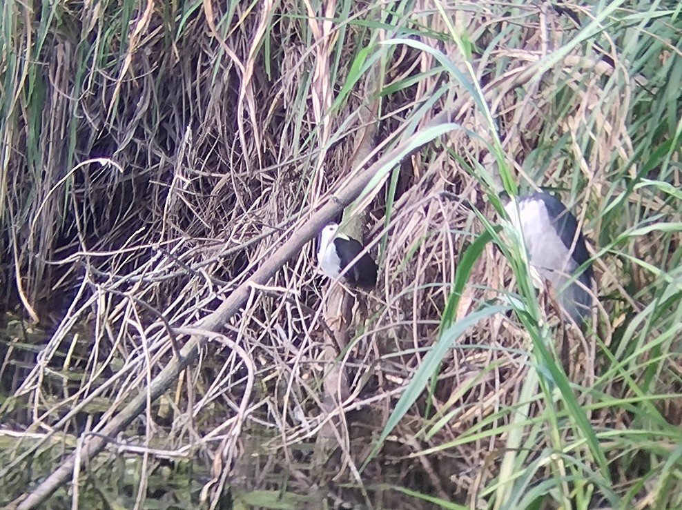 White-breasted Waterhen - ML610727449