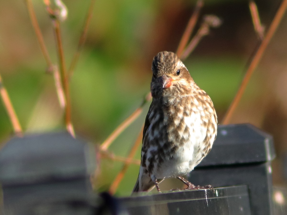 Purple Finch - Kenneth Schneider