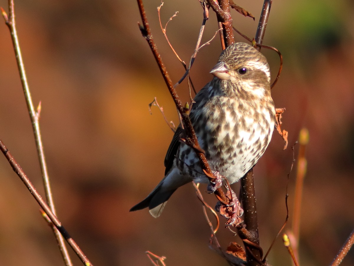 Purple Finch - ML610727471