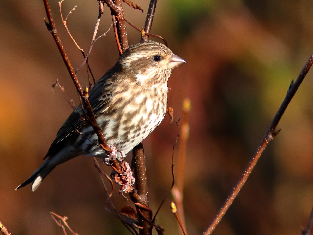 Purple Finch - ML610727472