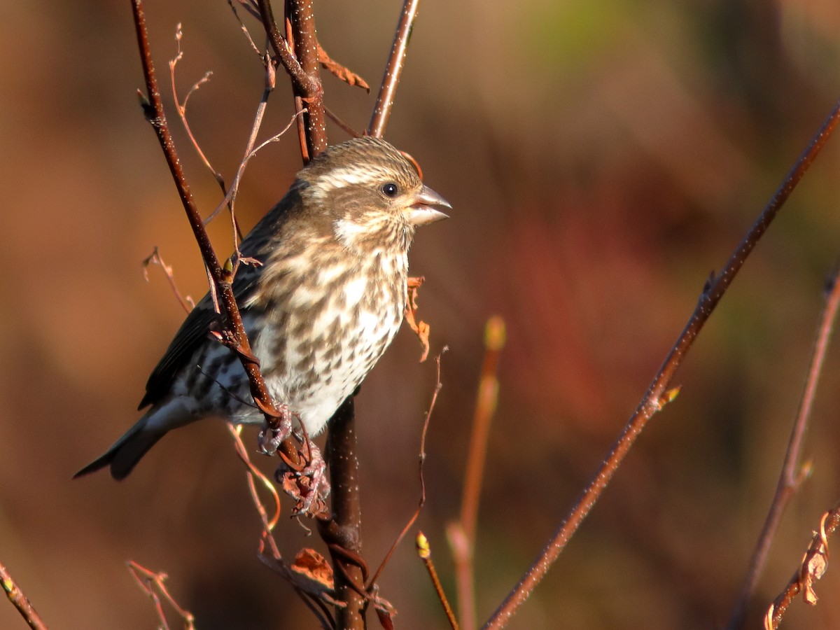 Purple Finch - ML610727473