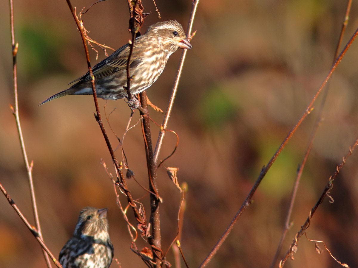 Purple Finch - ML610727474