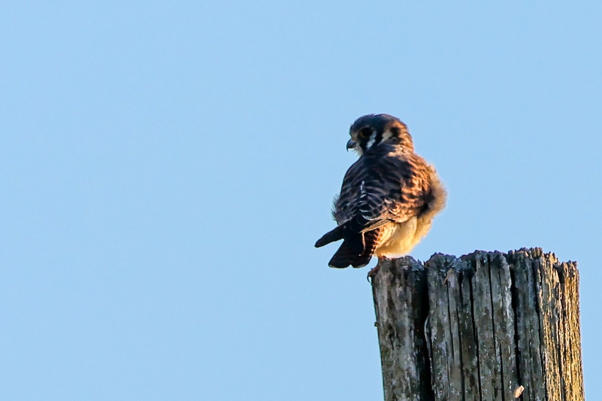 American Kestrel - ML610727530