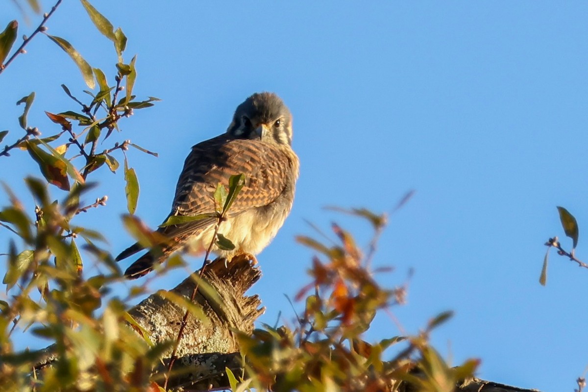 American Kestrel - ML610727531