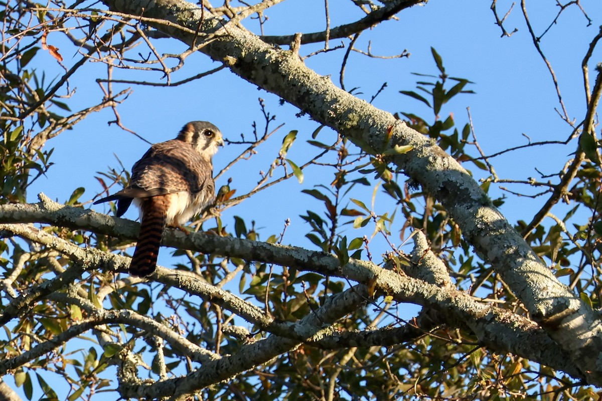 American Kestrel - ML610727532