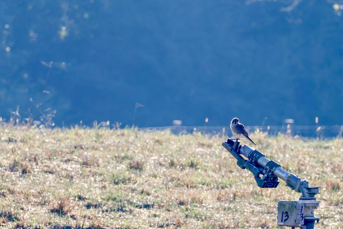 American Kestrel - ML610727533
