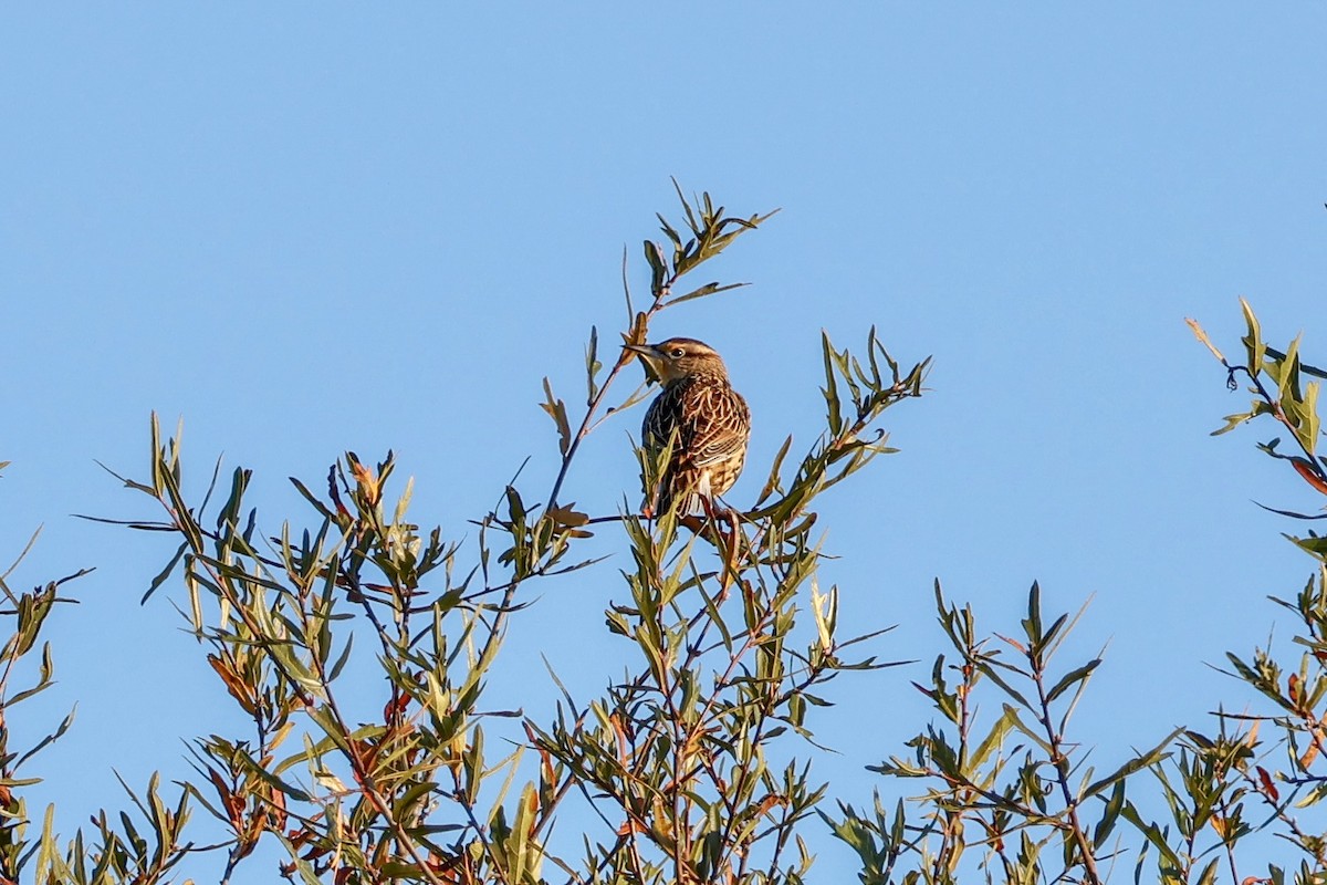 Eastern Meadowlark - ML610727546
