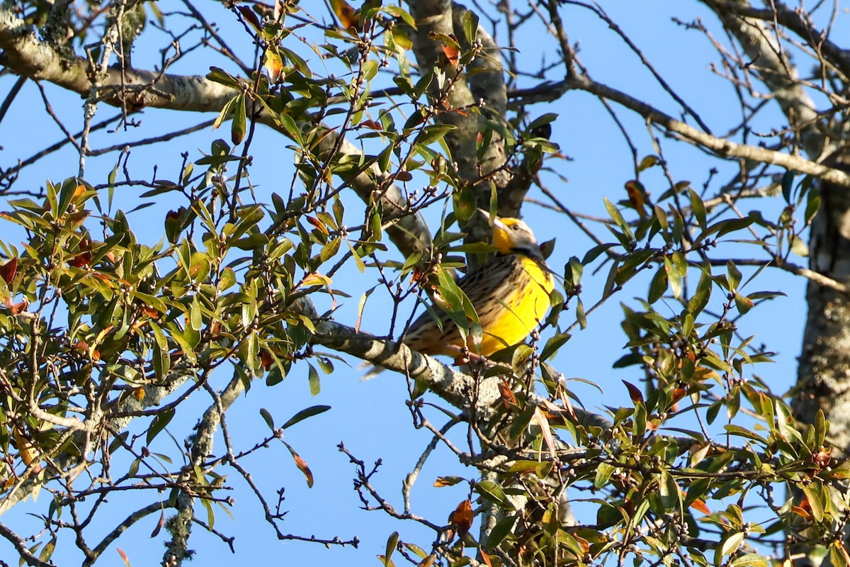 Eastern Meadowlark - ML610727547
