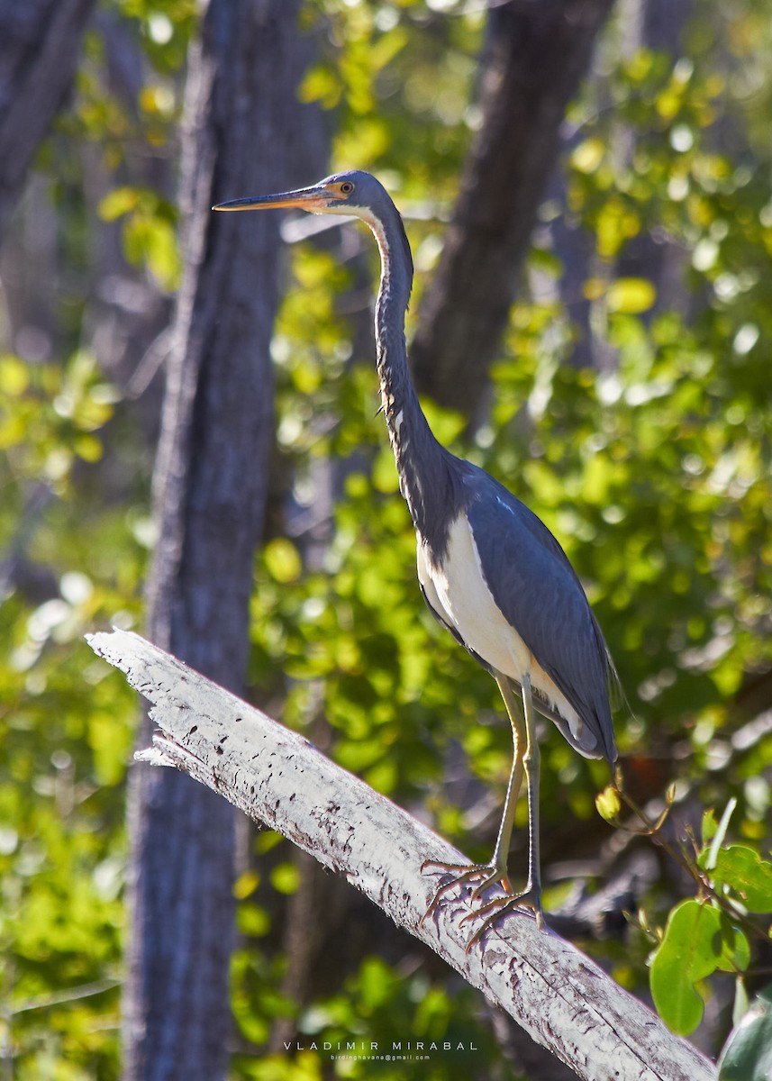 Tricolored Heron - ML610727550