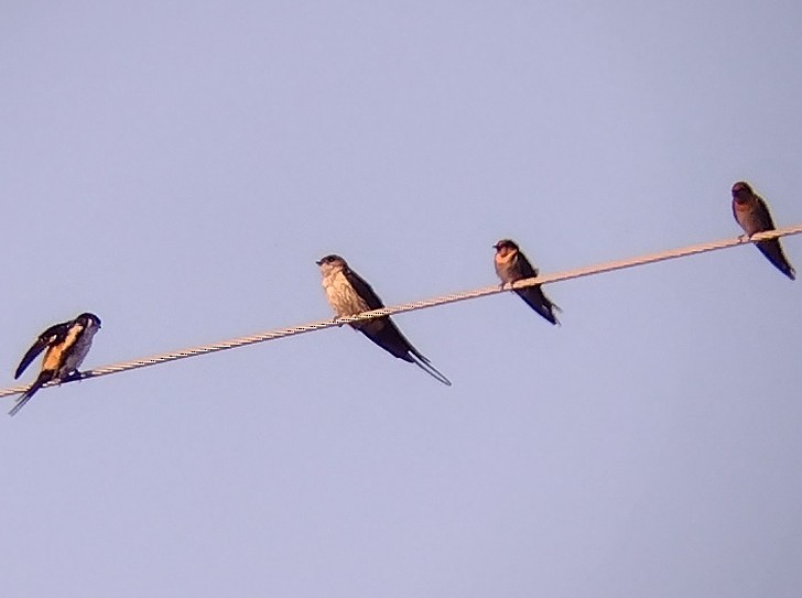 Striated Swallow - ML610727570