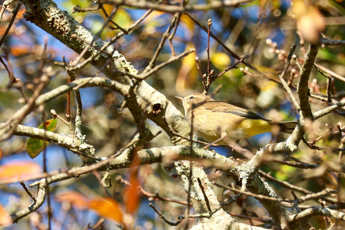 Palm Warbler - ML610727583