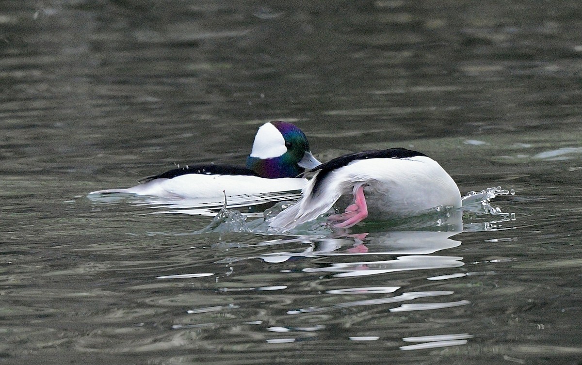 Bufflehead - ML610727622