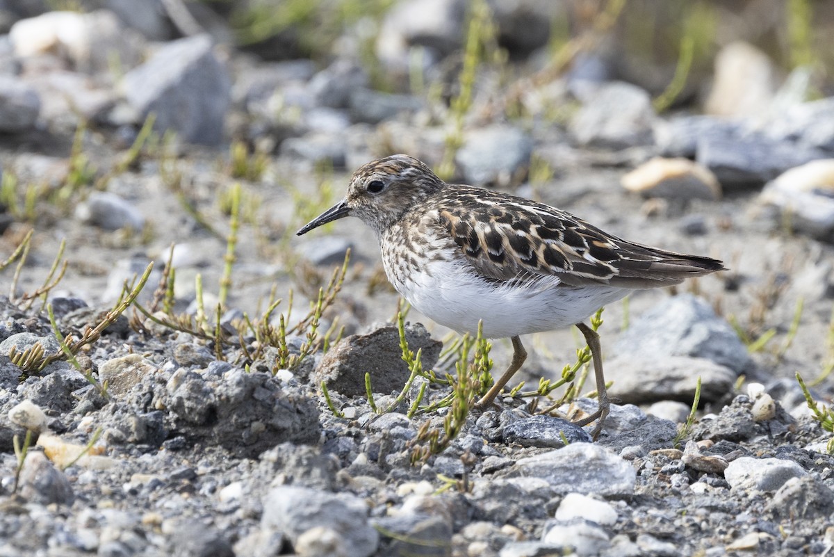 Least Sandpiper - ML610727631