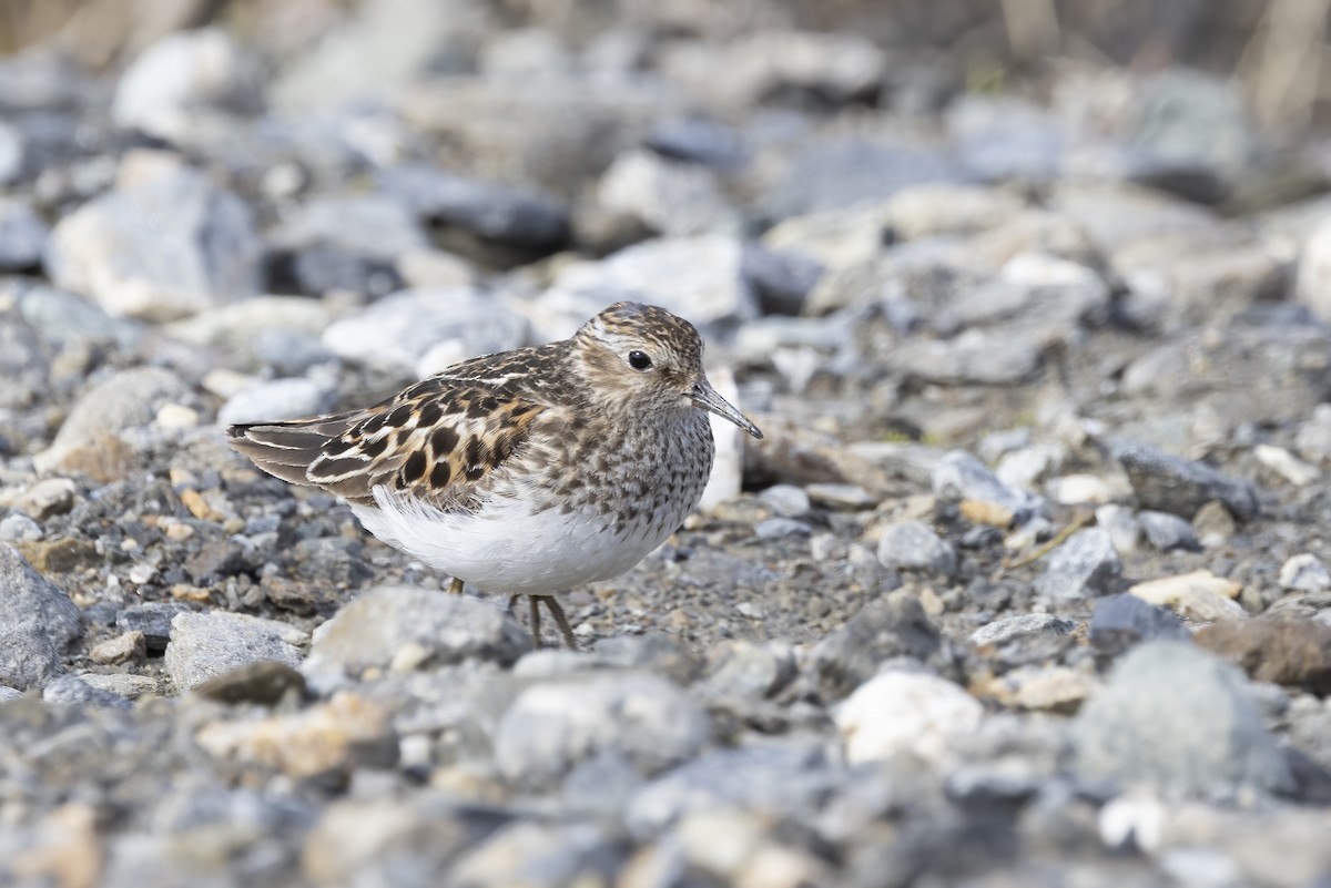 Least Sandpiper - ML610727633