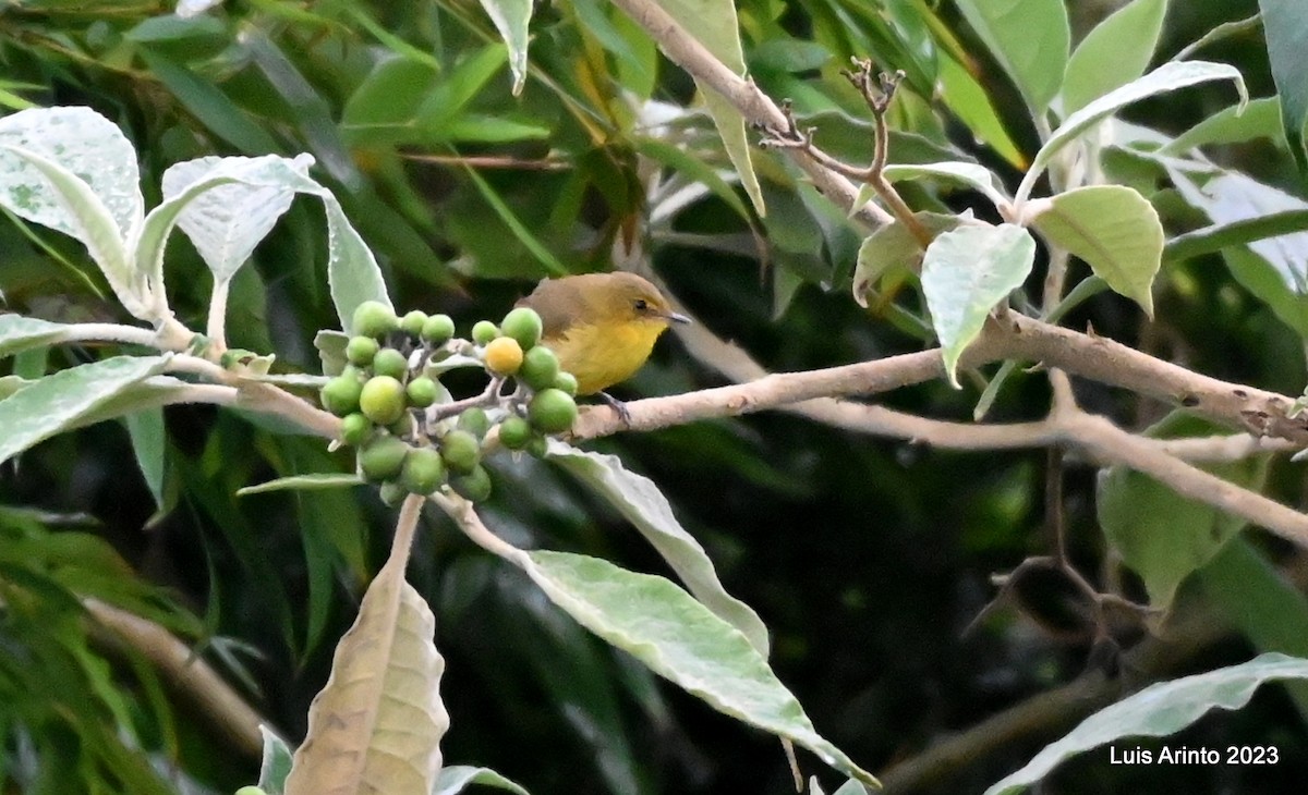 Mountain Yellow-Warbler - ML610727653