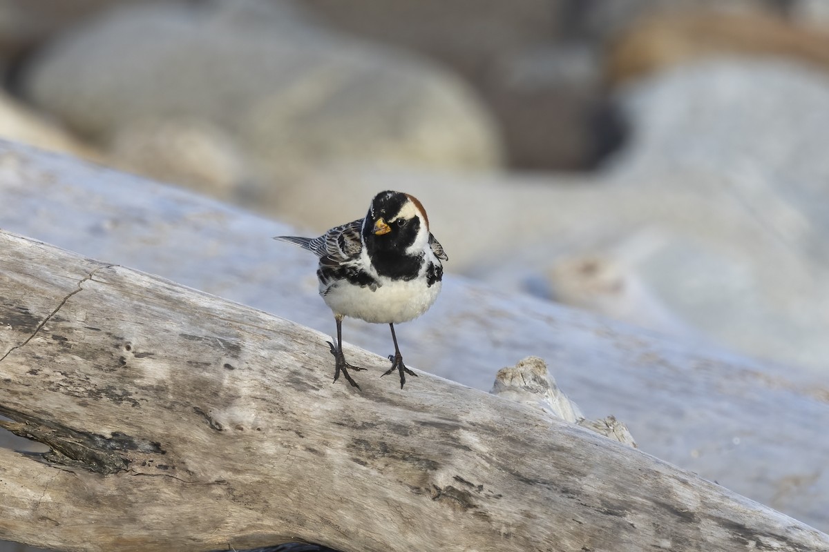 Lapland Longspur - Delfin Gonzalez