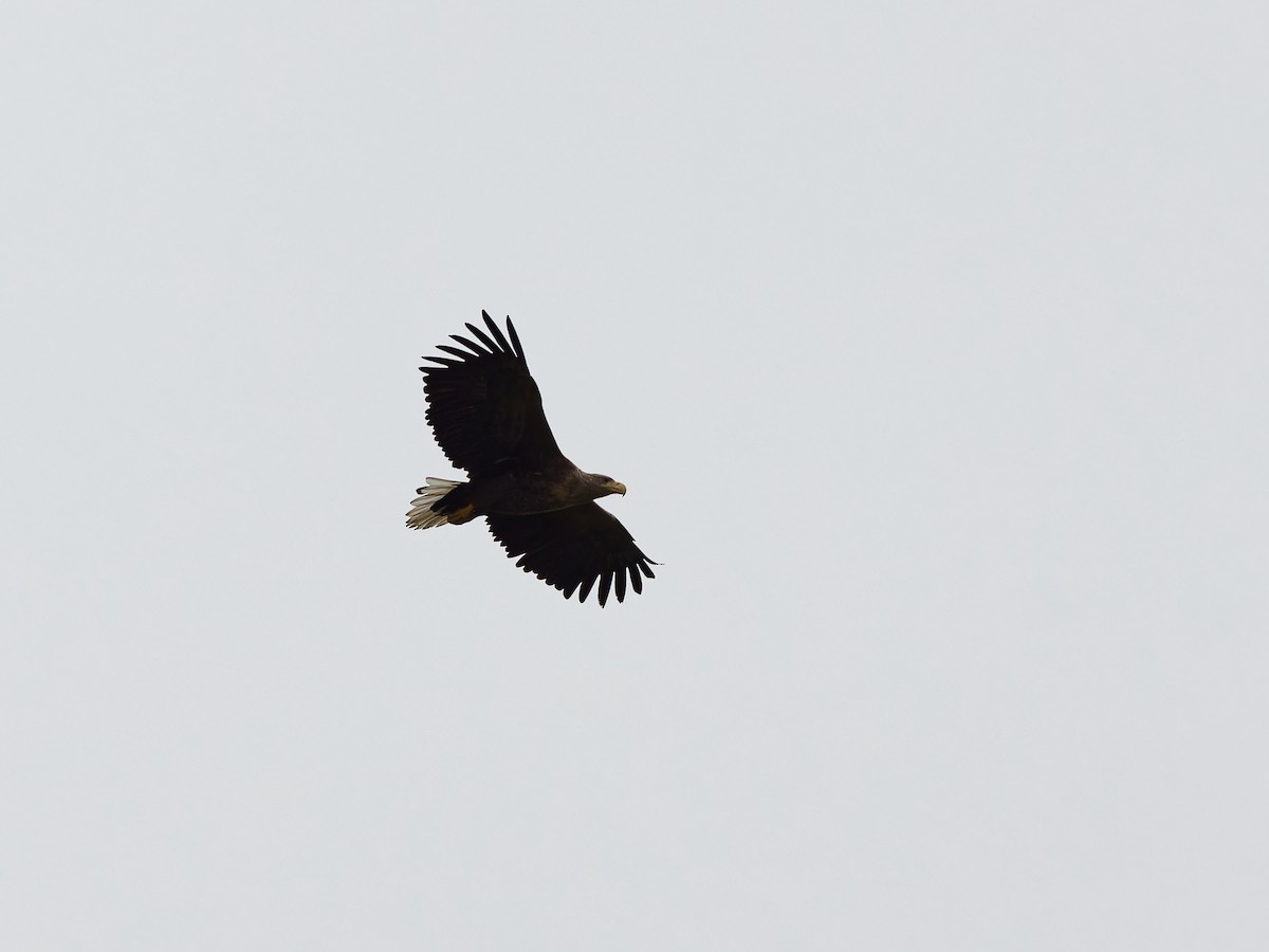 White-tailed Eagle - ML610727733