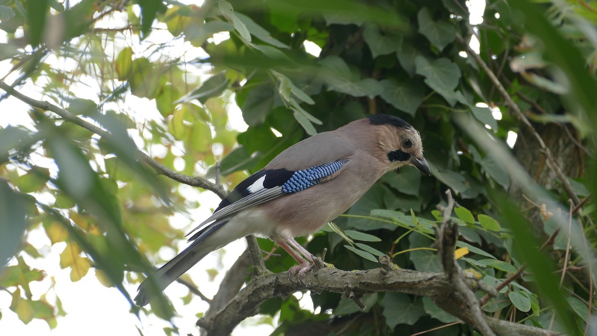 Eurasian Jay - ML610727750