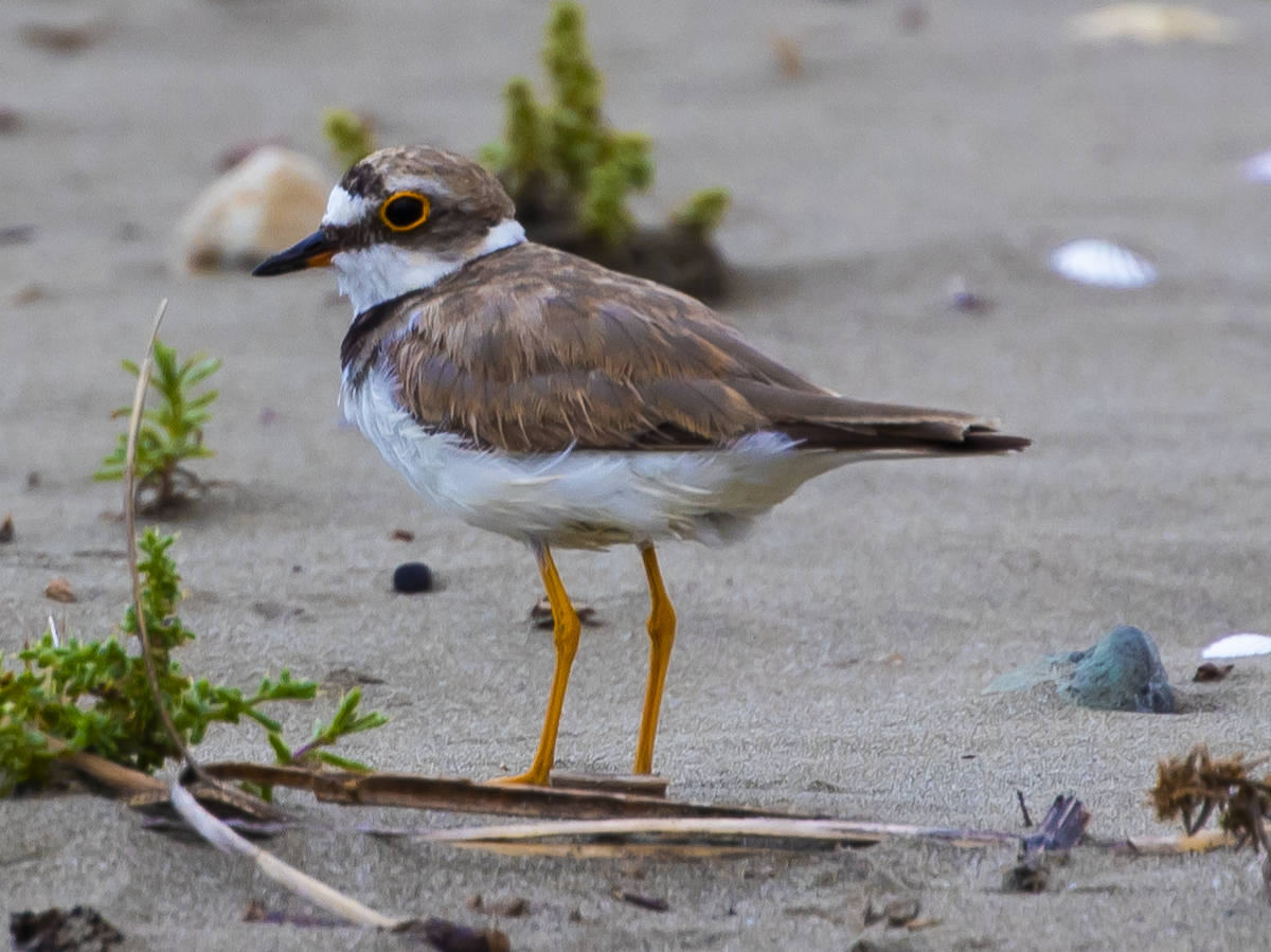 Little Ringed Plover - ML610727796
