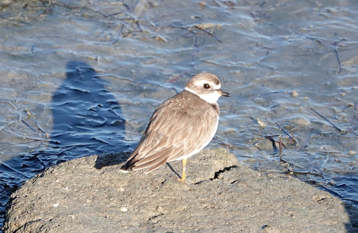 Semipalmated Plover - Mark Goodwin