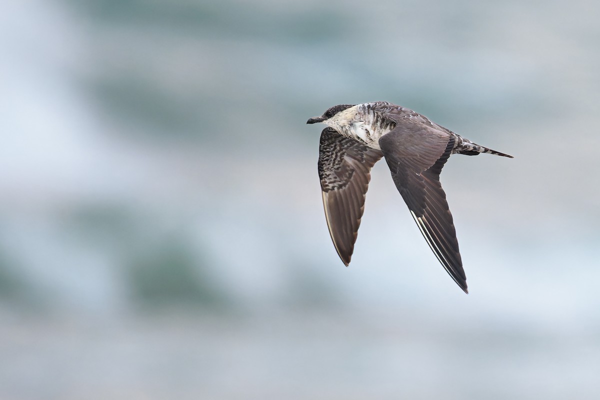 Long-tailed Jaeger - Ryan Sanderson