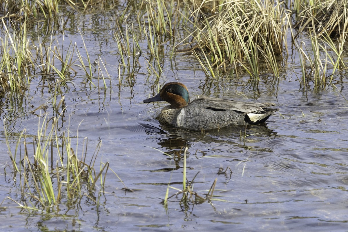 Green-winged Teal - ML610727822