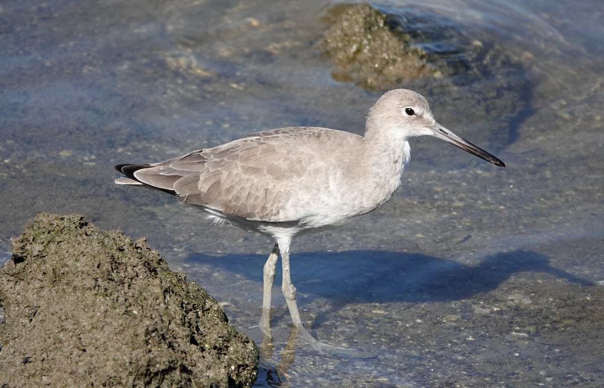 Willet - Mark Goodwin