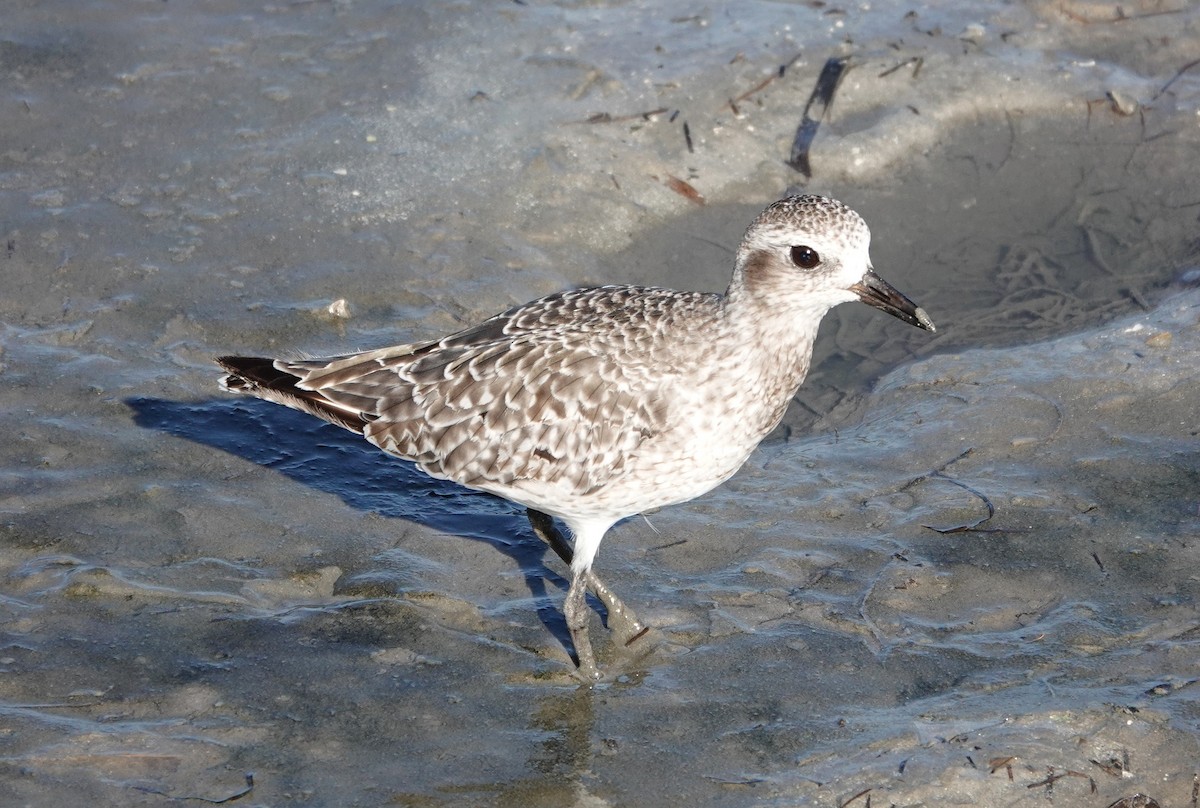 Black-bellied Plover - Mark Goodwin