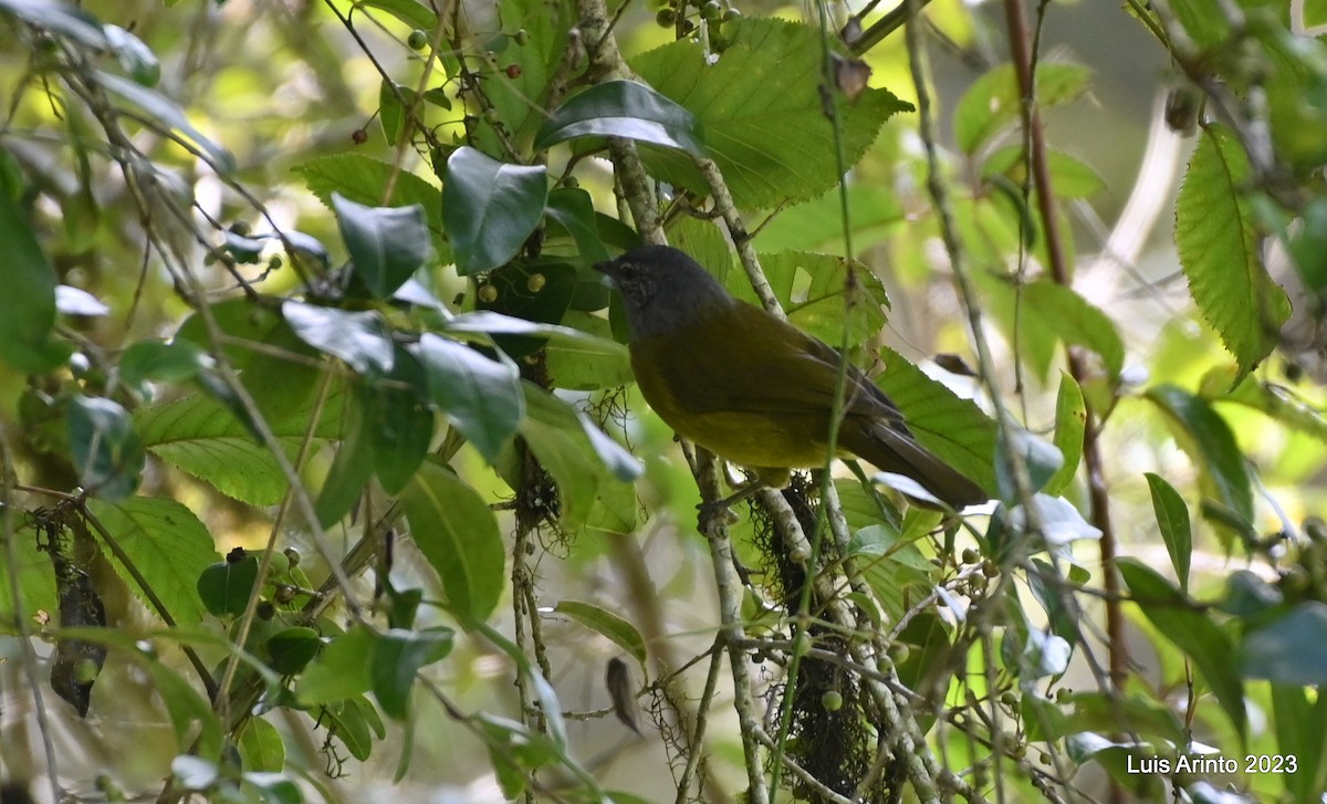 Eastern Mountain Greenbul (Olive-breasted) - Luis Arinto