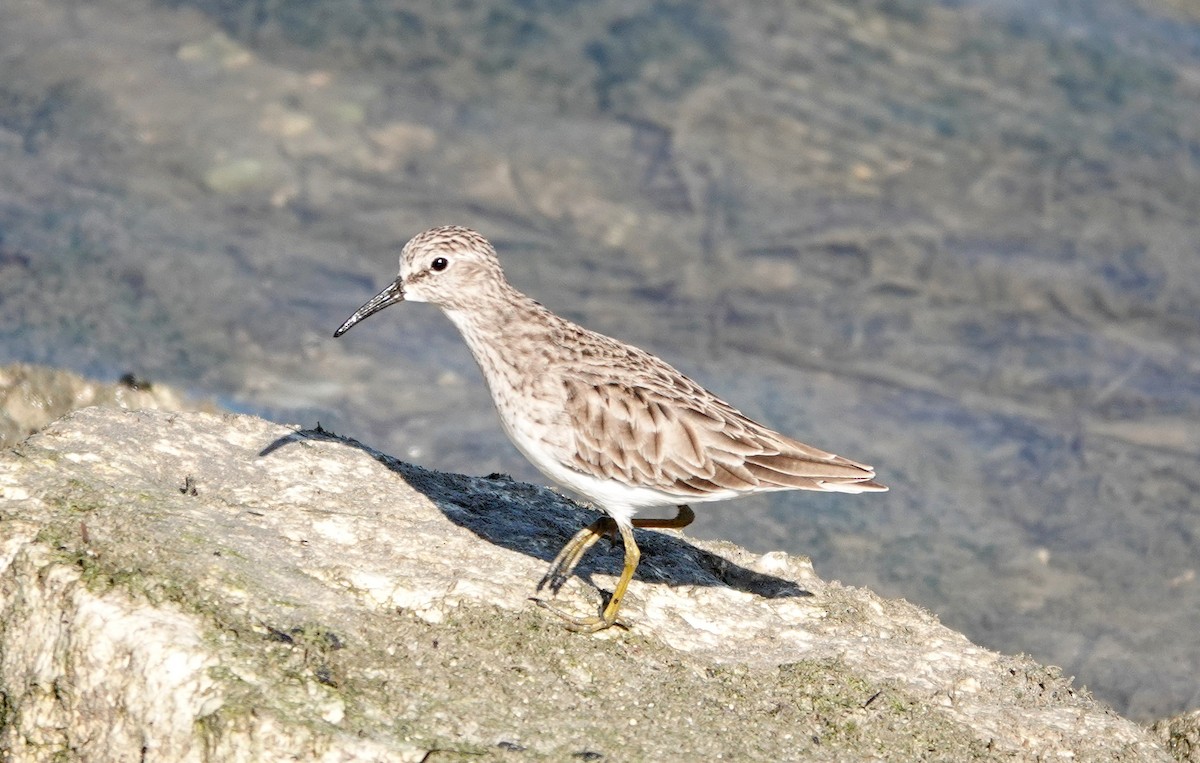 Least Sandpiper - ML610727859