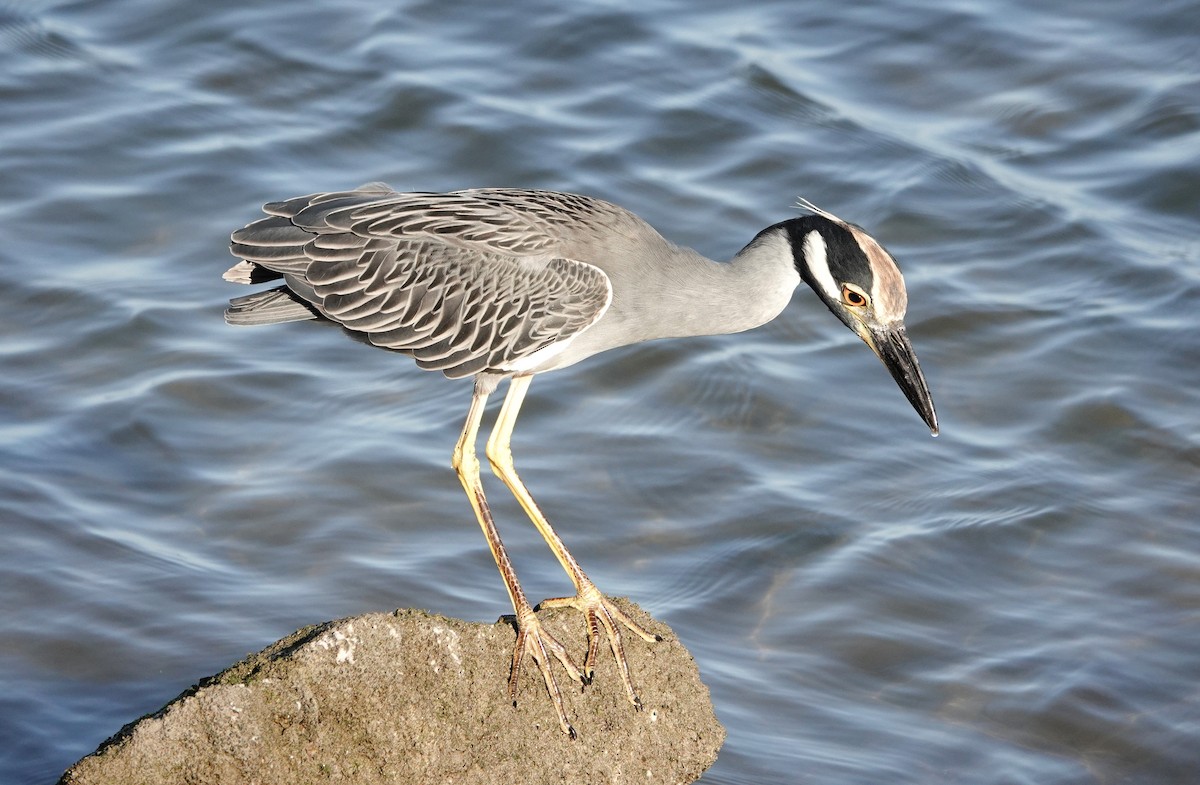 Yellow-crowned Night Heron - ML610727895