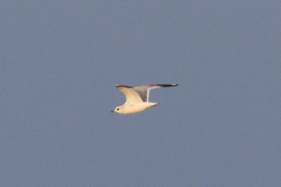 Common/Short-billed Gull - ML610727927