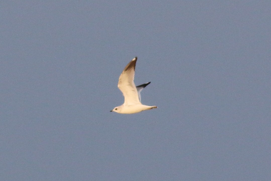 Common/Short-billed Gull - ML610727928