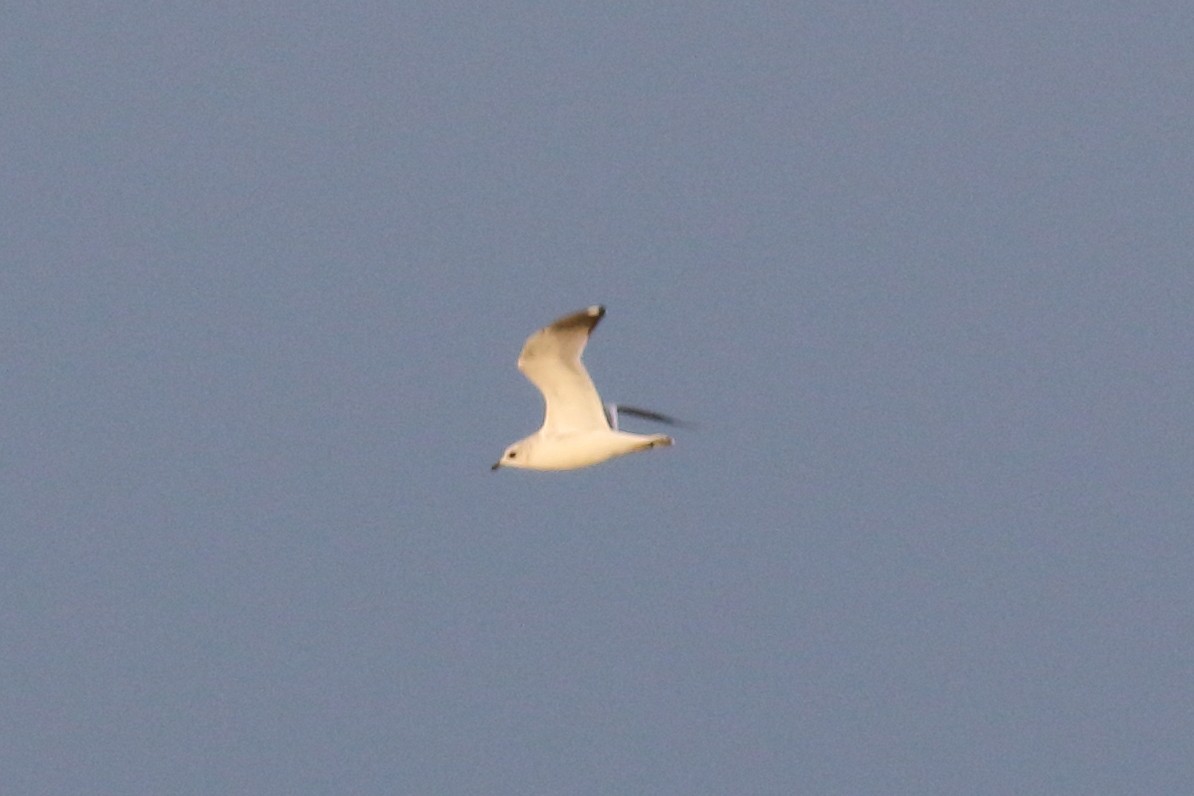 Common/Short-billed Gull - ML610727929