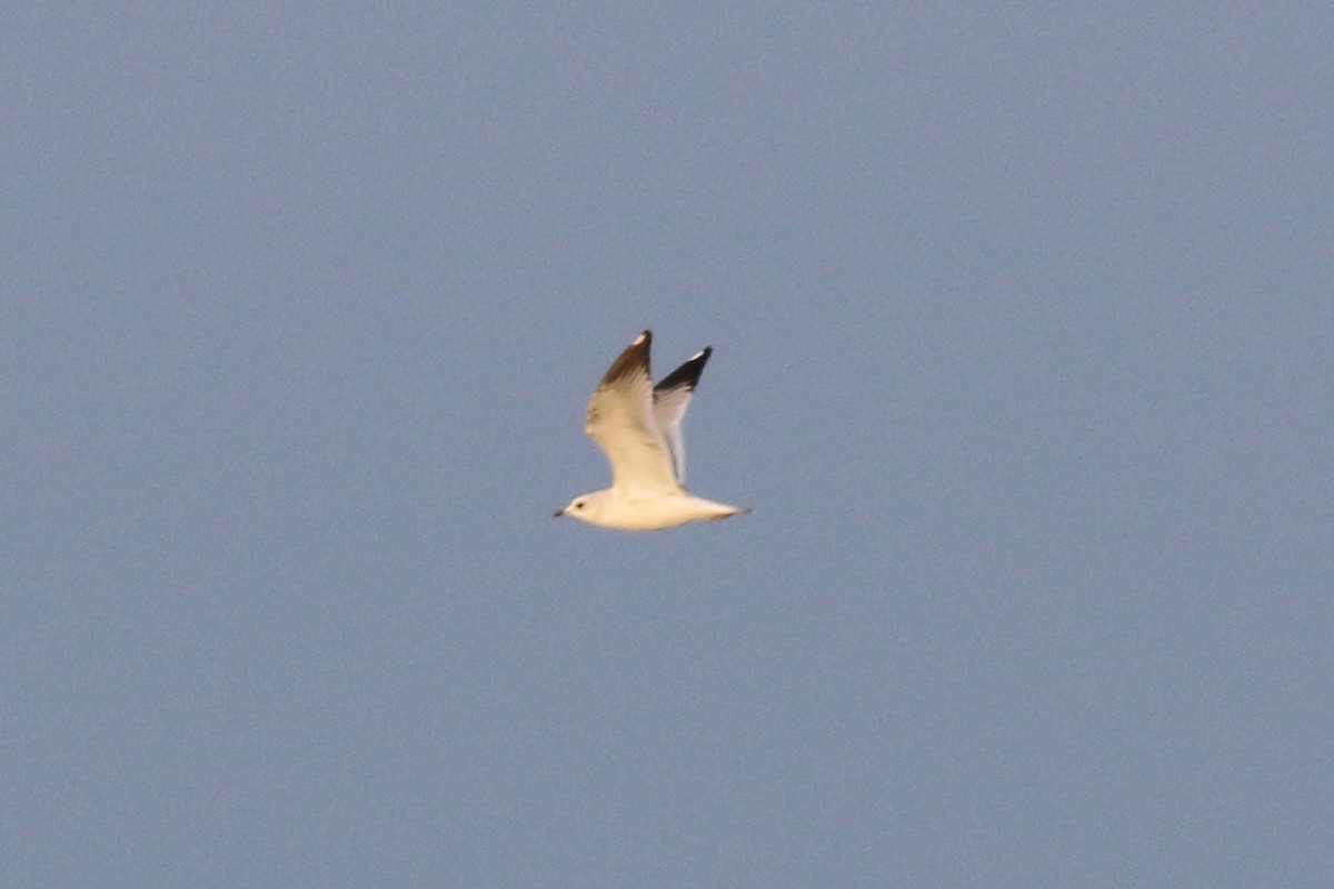 Common/Short-billed Gull - ML610727930