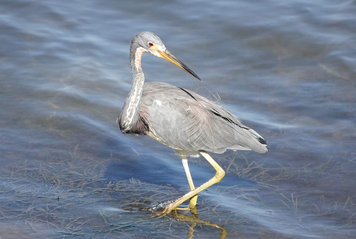 Tricolored Heron - Mark Goodwin