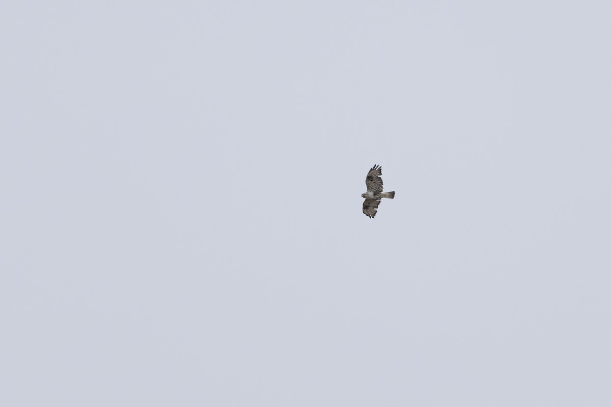 Rough-legged Hawk - ML610728035