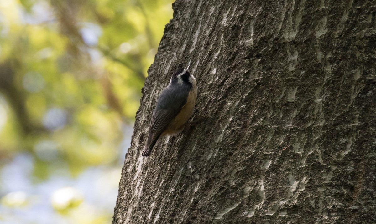 Red-breasted Nuthatch - ML610728036