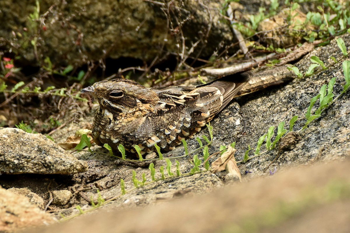 Indian Nightjar - ML610728056