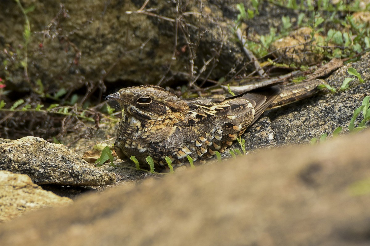 Indian Nightjar - ML610728057