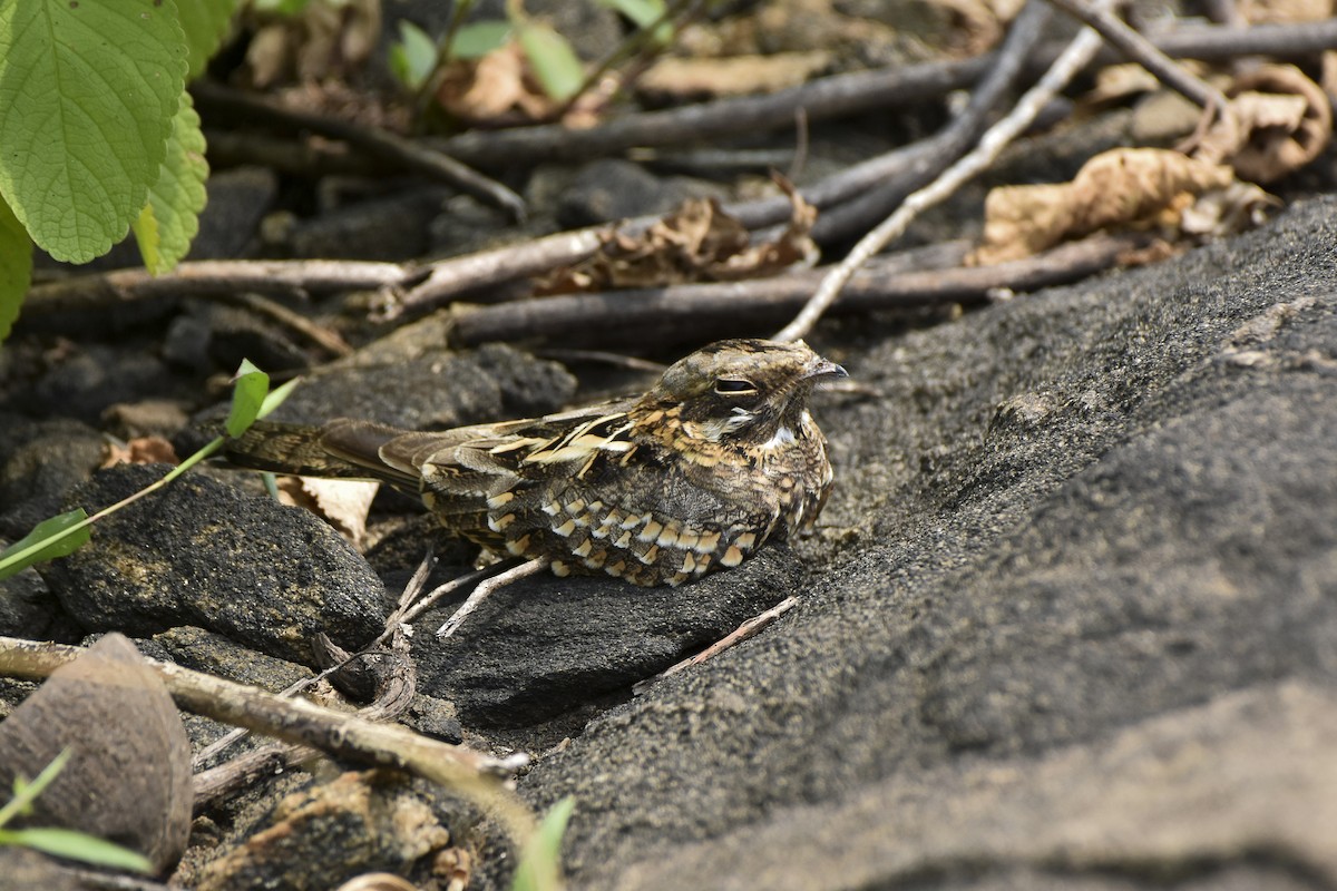 Indian Nightjar - Sabarish  D